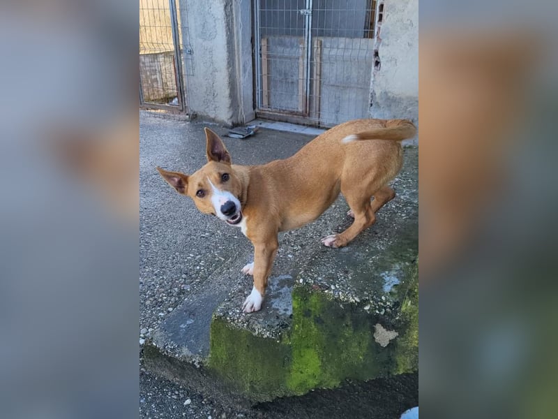 Aurelia ❤️ aufgeweckte, so fröhliche Maus