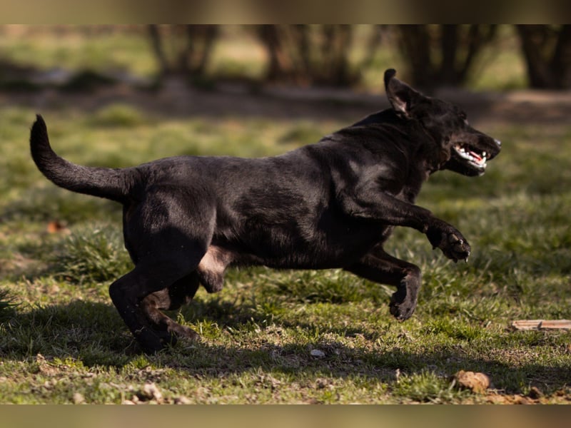 Black-Beauty ♥Sammy♥ wartet bereits in 66583 Spiesen-Elversberg
