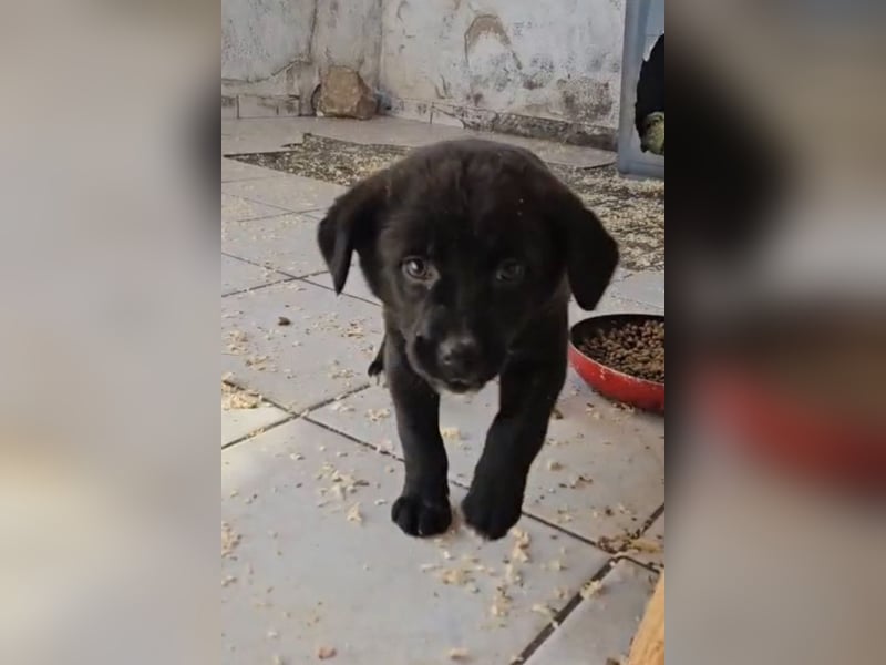 süße LIA❤️kleines Energiebündel sucht ein Für-Immer-Körbchen