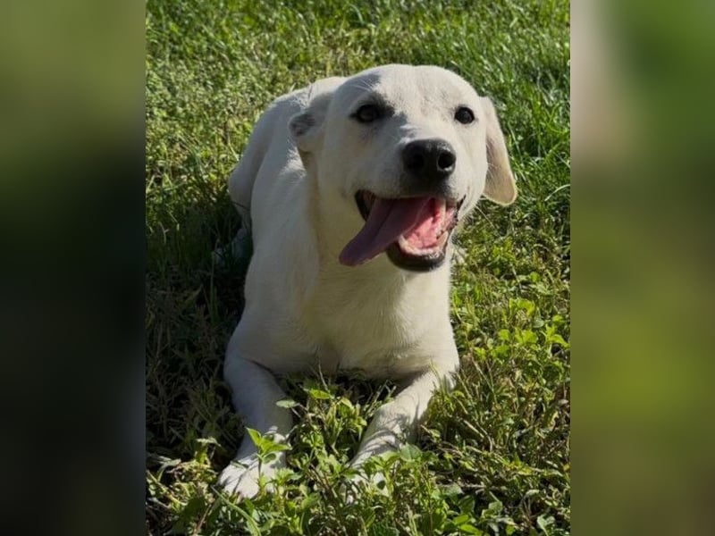 Belle ❤️ süßes, verspieltes Hundemädchen Belle ❤️ süßes, verspieltes Hundemädchen