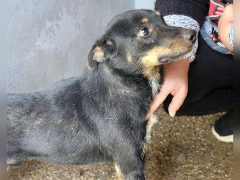 Rio ❤️ freundlicher Herzenshund sucht Familie!