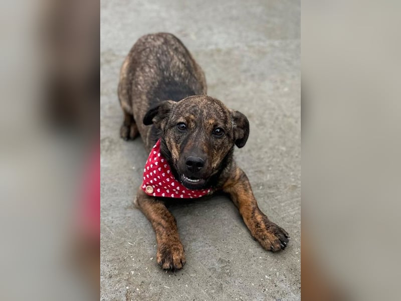 BEA❤️zauberhafte Welpen-Knutschkugel sucht ein liebevolles Zuhause