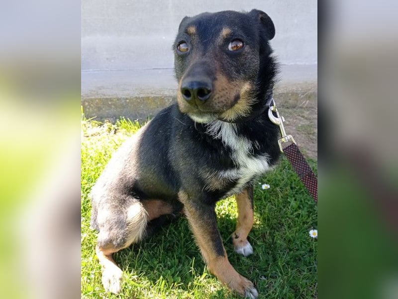 Rio ❤️ freundlicher Herzenshund sucht Familie!