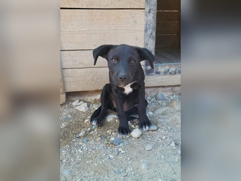 Kleine ♥ Ava ♥ süße schmusige freundliche Welpenschnute