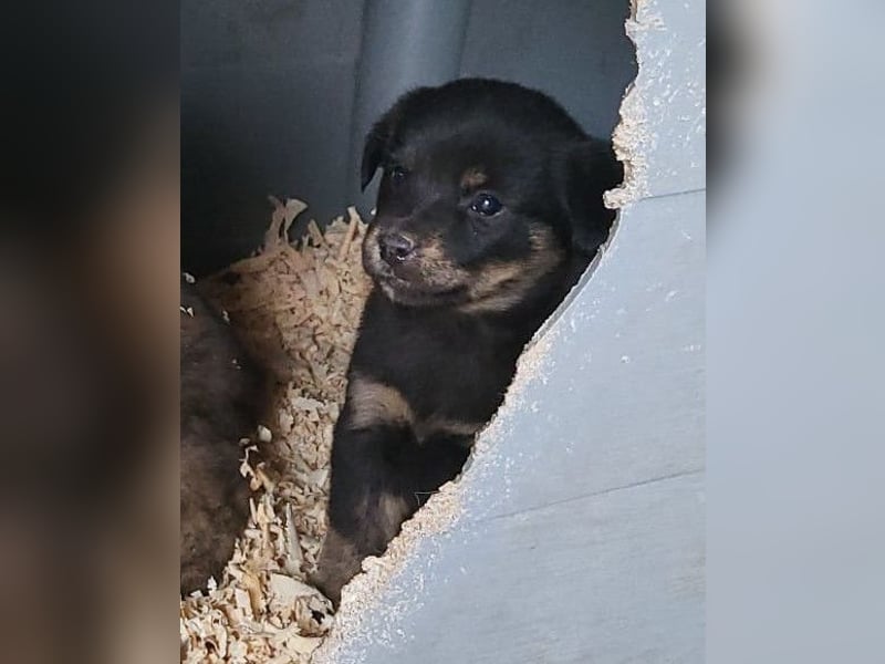 Liebe Babsi ❤️ kleine, süße Schmusemaus!