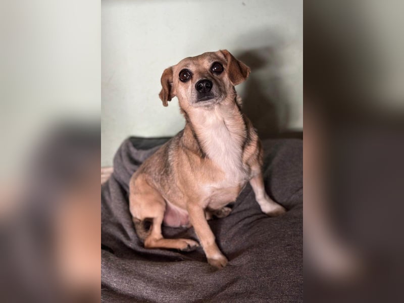 Sensible ♥Mirna♥ braucht Liebe & Schutz