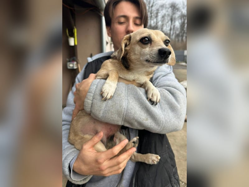 Sanfte ♥ Mirna ♥ wartet schon in 67663 Kaiserslautern auf ihre passende Familie