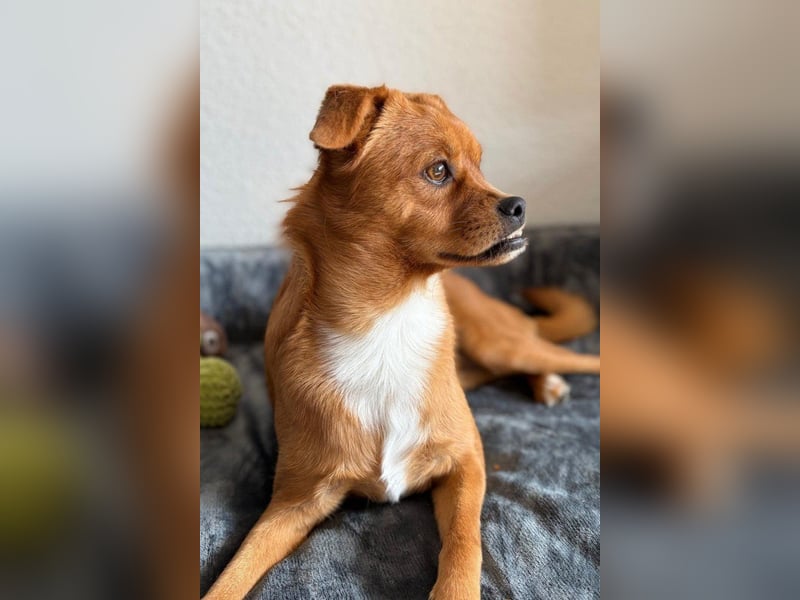 Liebste ♥Luna♥ klein, fein, auch schon stubenrein, wartet schon in 02625 Bautzen auf ihre Menschen