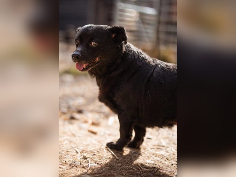 Liebste Lava - kuschelige, freundliche kleine Hündin