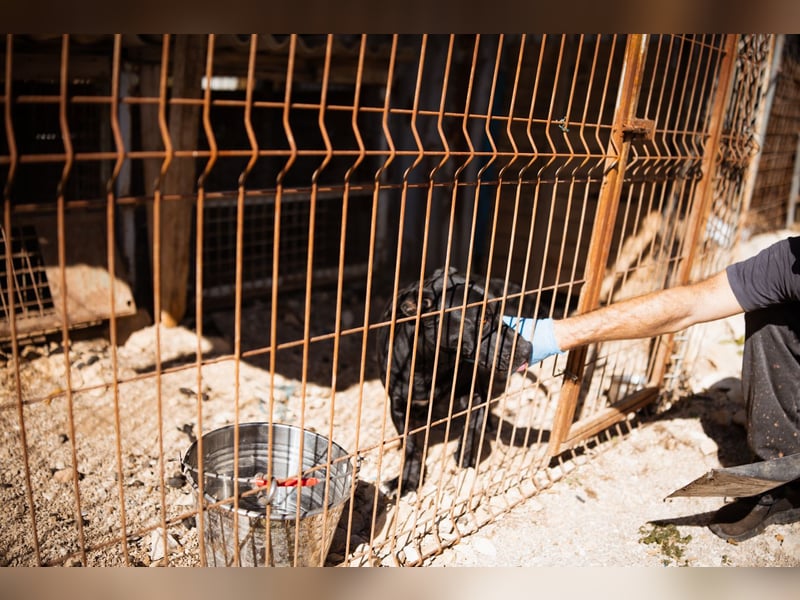 Kajo ❤️ super lieber Bub sucht Zuhause