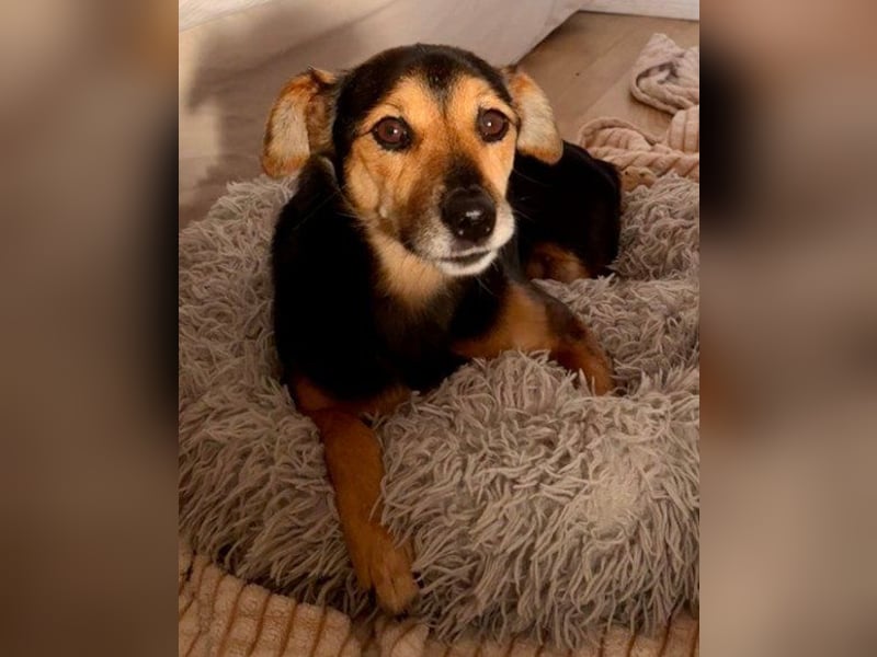 Rollibub ♥ ROBY ♥ aktiv, liebevoll und verschmust