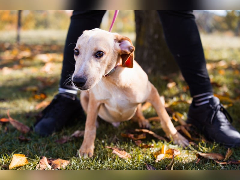 Hachiko ❤️ so lebensfroh und aktiv!