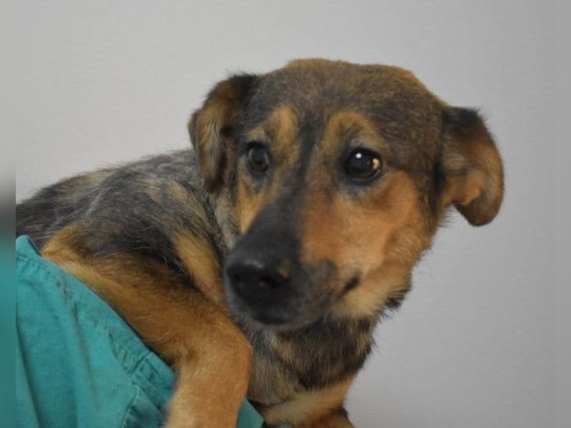 KENAI❤️kleine Kämpferin mit großem Herz & katzenverträglich