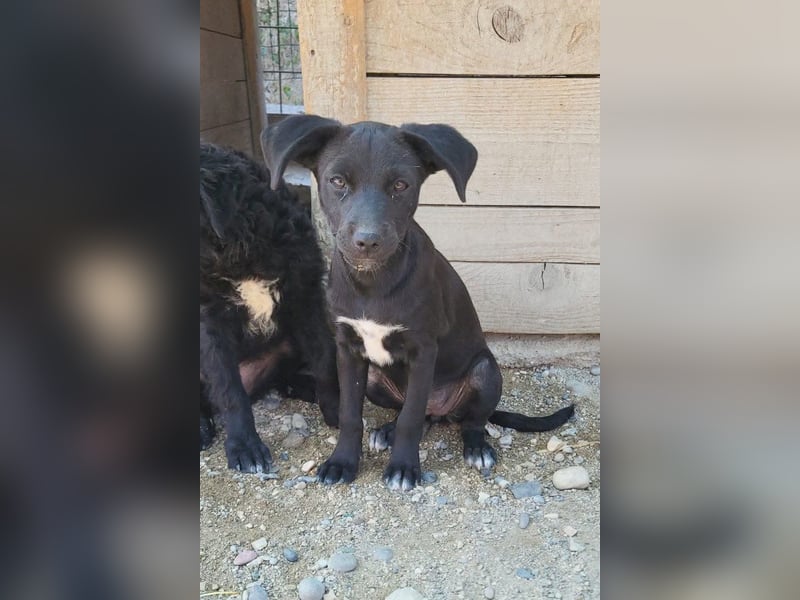 Kleine ♥ Ava ♥ süße schmusige freundliche Welpenschnute