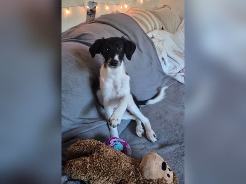 Süße ♥Suki♥ wartet bereits in 32130 Enger auf ihre Für-Immer-Menschen