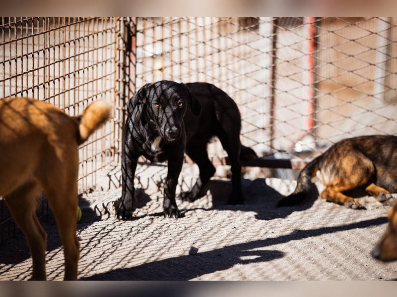 Schmusepfote Cassia ♥️ tolle Familienhündin