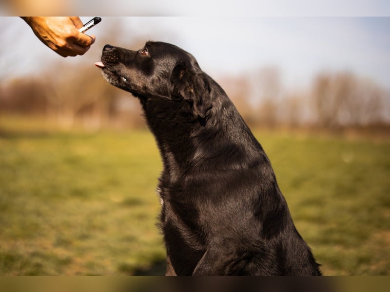 Süße OldLady ♥ Merry ♥ fröhliche, freundliche Hundedame