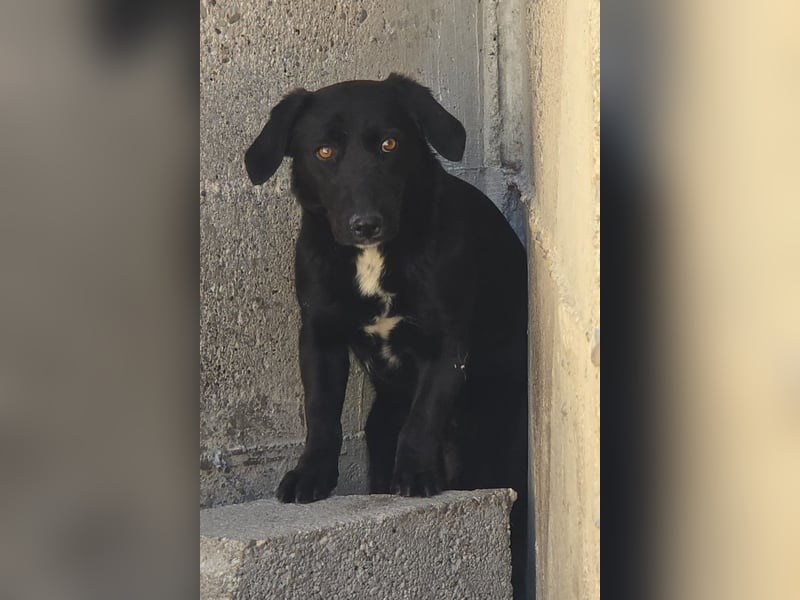 Schmusepfote Cassia ♥️ tolle Familienhündin