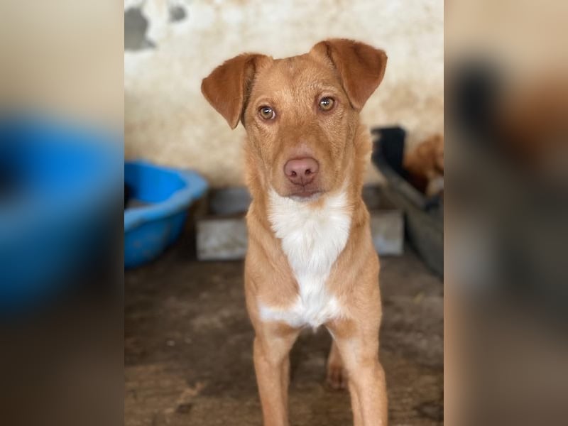 Novis, geb. ca. 09/2025, lebt in GRIECHENLAND, auf einer privaten Pflegestelle