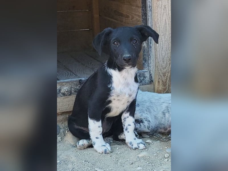 Welpenmädchen Chana ❤️ so verspielt & aufgeschlossen!