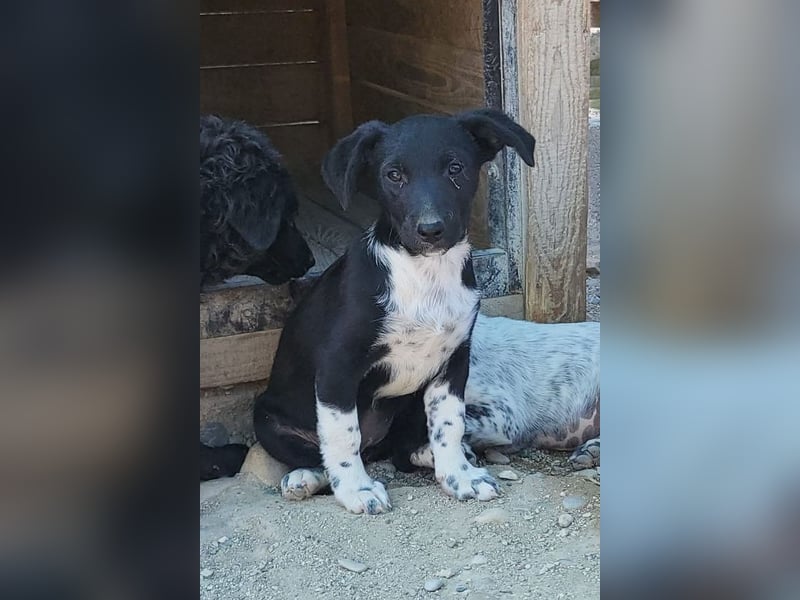 Welpenmädchen Chana ❤️ so verspielt & aufgeschlossen!