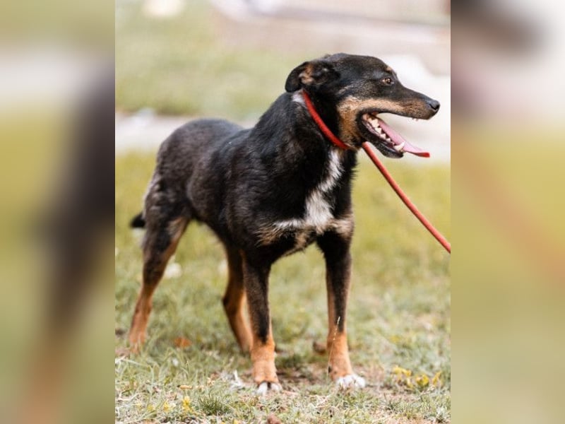 Rio ❤️ freundlicher Herzenshund sucht Familie!