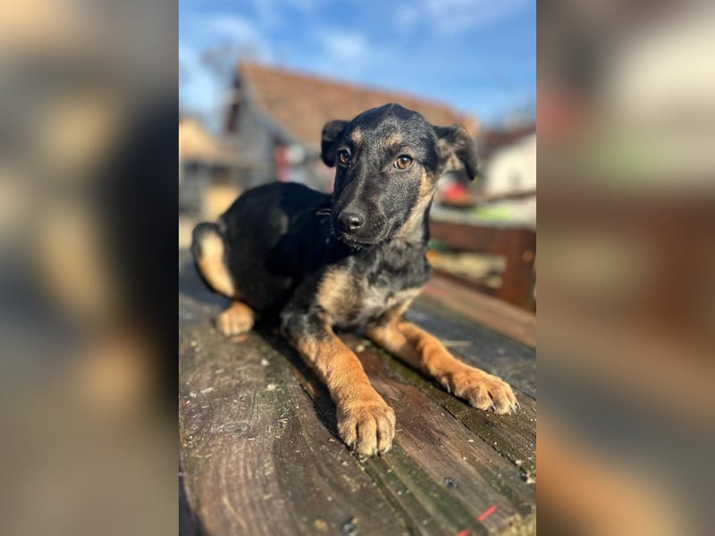 Liebste junge ♥Luna♥ erobert jedes Herz