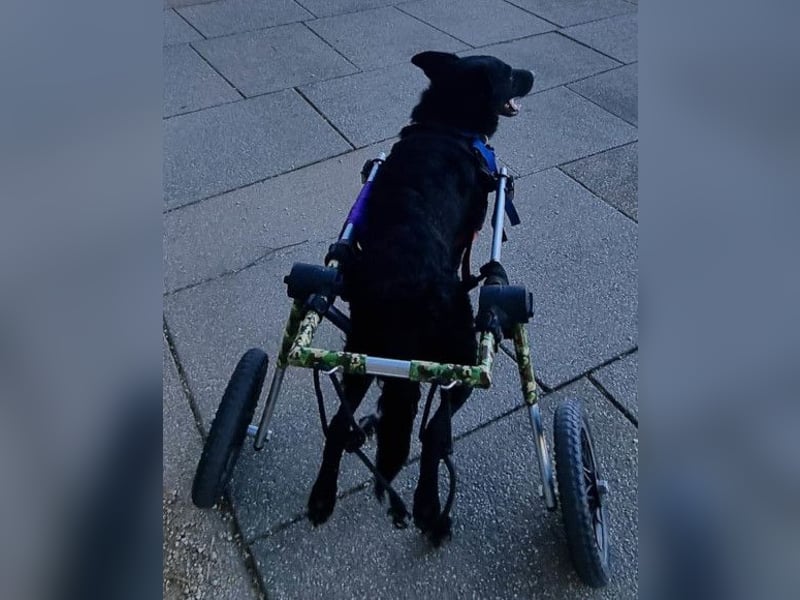 Floyd ❤️ liebenswerter, tapferer Kämpfer Floyd ❤️ liebenswerter, tapferer Kämpfer