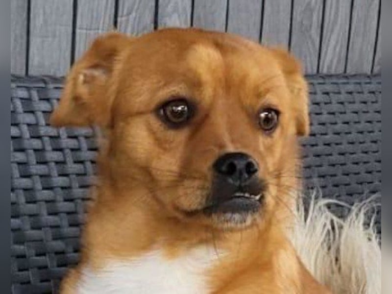 Liebste ♥ Luna ♥ klein, fein und schon stubenrein