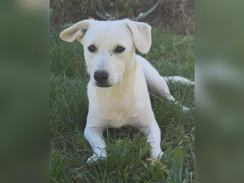 Belle ❤️ süßes, verspieltes Hundemädchen Belle ❤️ süßes, verspieltes Hundemädchen