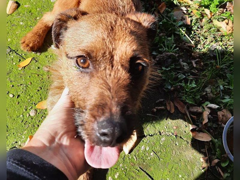 Bentley ❤️ kleiner, verspielter Lausbub!