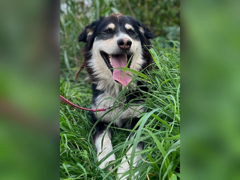 Lucy ❤️ offene, neugierige, so liebe Hundedame