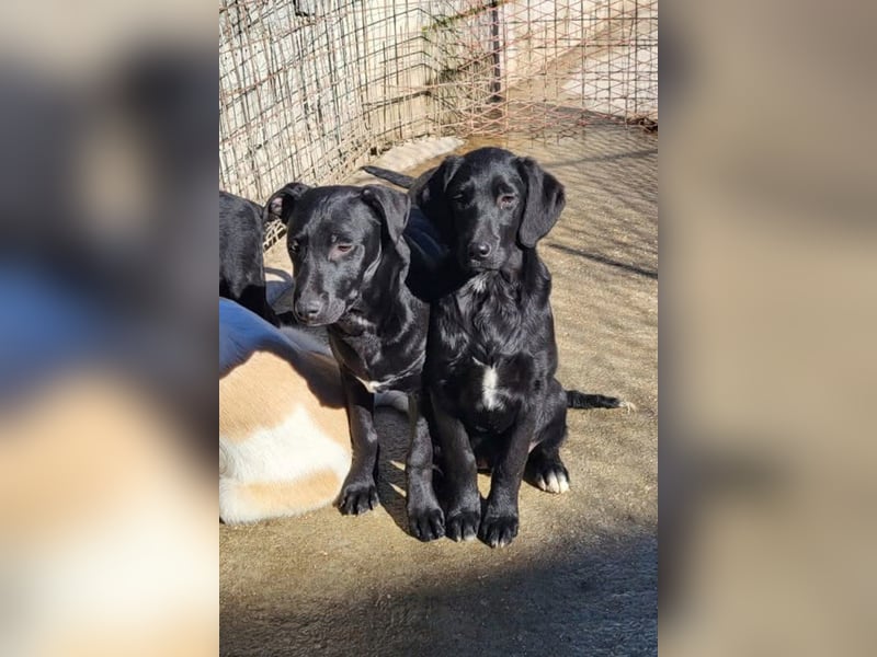 Monty - neugieriger, so lieber kleinerbleibender Hundebub