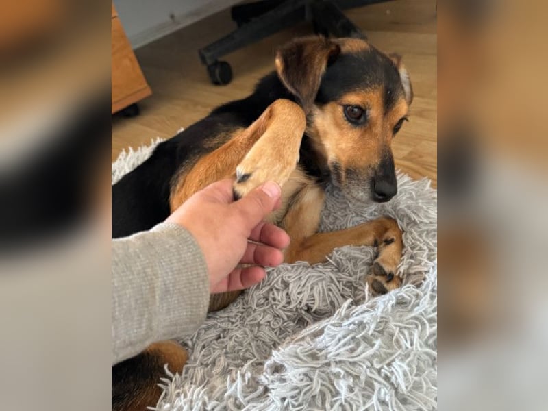 Roby ❤️ aktiver, verschmuster Rollibub