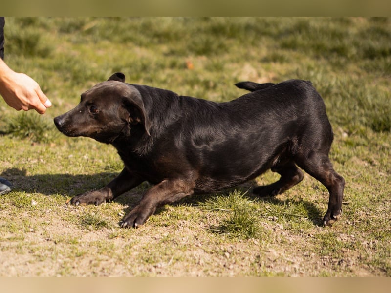 Freundlicher ♥Grom♥ kleiner, sozialer Rüde