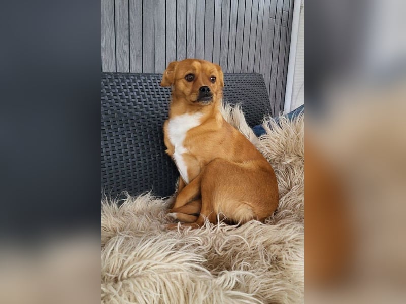 Liebste ♥Luna♥ klein, fein und stubenrein