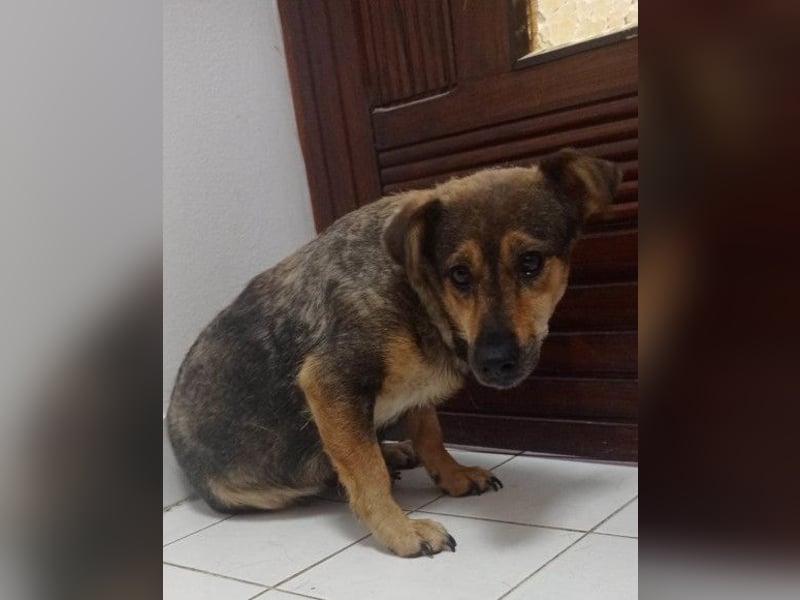 KENAI❤️kleine Kämpferin mit großem Herz & katzenverträglich