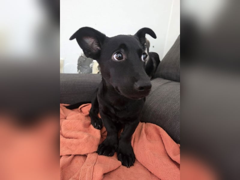 Mrki ❤️ kleiner, neugieriger Welpenbub sucht Sicherheit