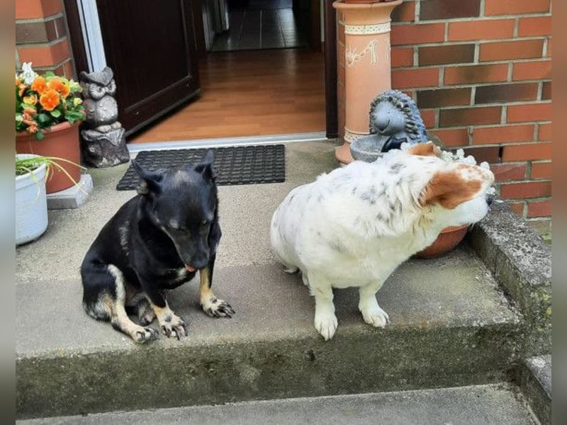 Flecki & Yumi ❤️ warten in 19336 Groß Lüben Flecki & Yumi ❤️ warten in 19336 Groß Lüben
