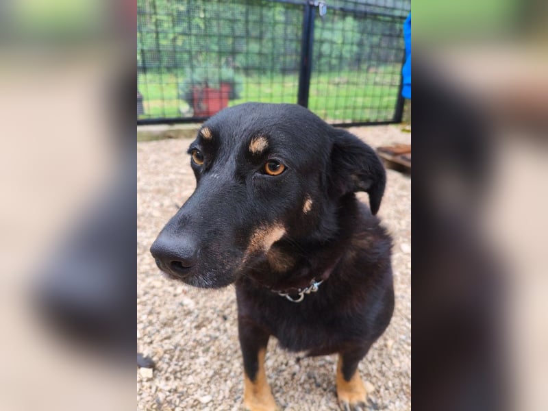 YARINA❤️zarte, entzückende kleine Hundedame: Lieb. Klug. Lernwillig.