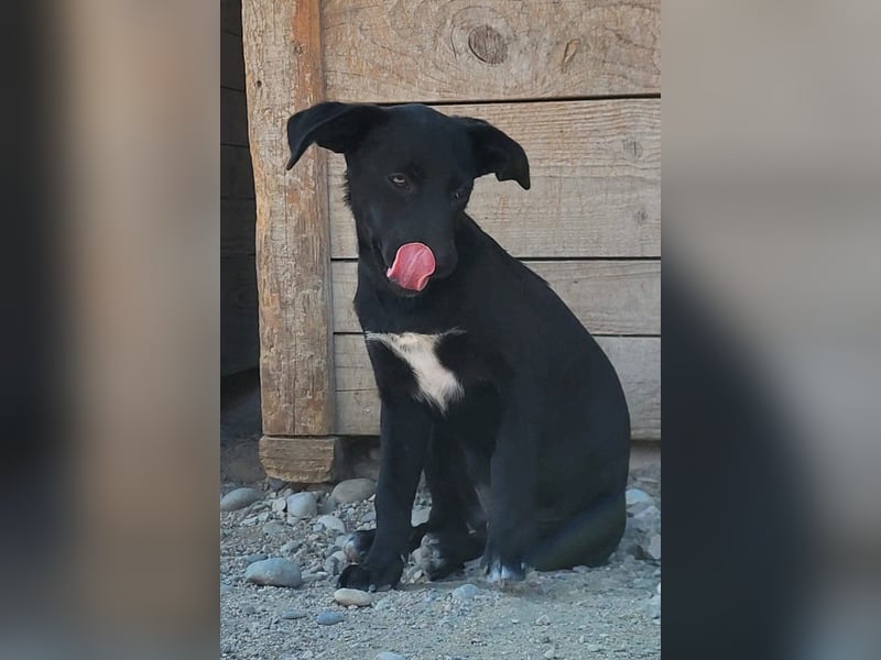 Kleine ♥ Ava ♥ süße schmusige freundliche Welpenschnute