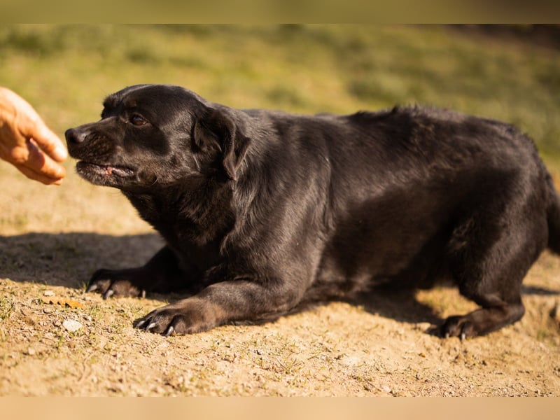 Süße OldLady ♥ Merry ♥ fröhliche, freundliche Hundedame