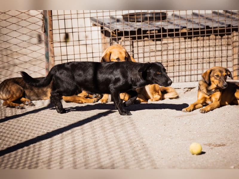 Cassia ♥️ liebe, sensible Fellnase sucht Sicherheit