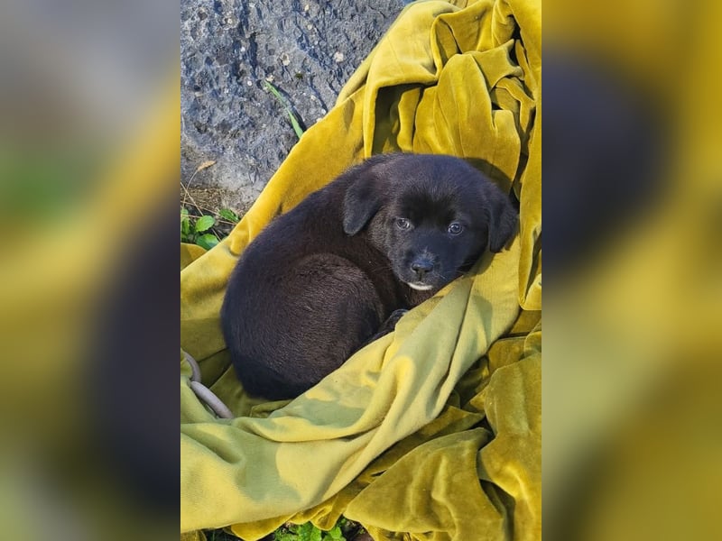 süße LIA❤️kleines Energiebündel sucht ein Für-Immer-Körbchen