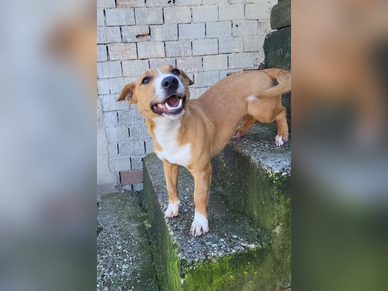 Aurelia ❤️ aufgeweckte, so fröhliche Maus