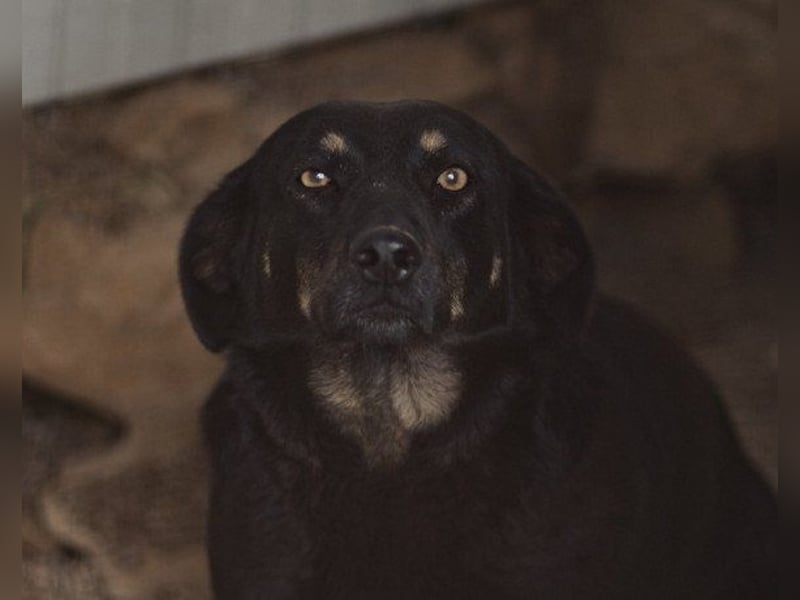 YARINA❤️zarte Hundedame: Lieb. Klug. Lernwillig.