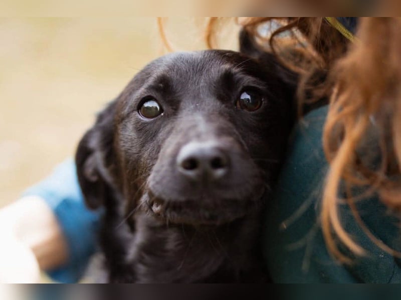 Jungrüde Romy sucht sein Lebensglück