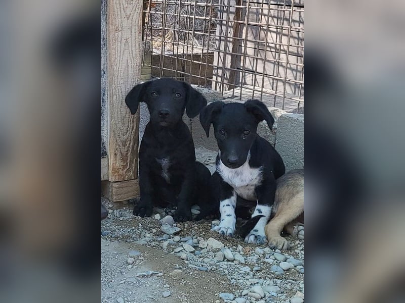 Welpenbub ♥ Spunky ♥ liebenswertes Familienmitglied auf 4 Pfoten