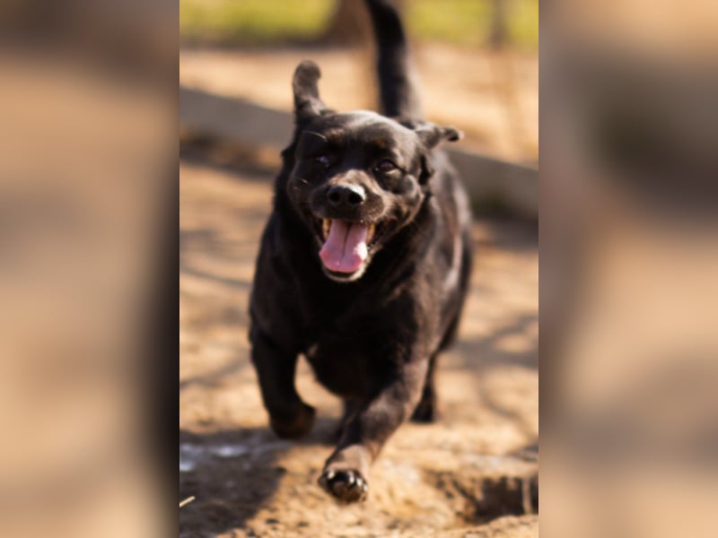 Süße OldLady ♥ Merry ♥ fröhliche, freundliche Hundedame