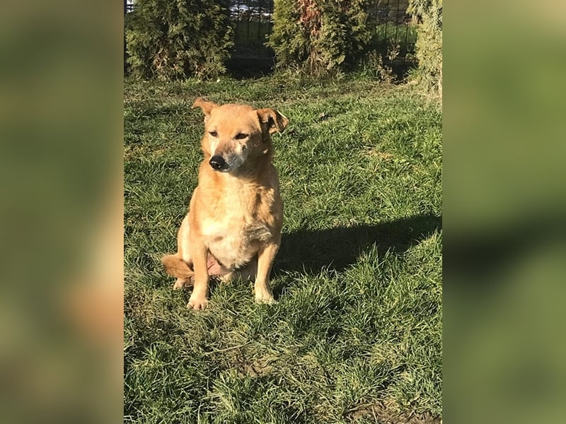 Omi Romi sucht ein ruhiges Zuhause 